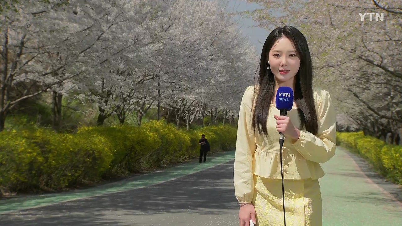 [날씨] 파란 하늘 아래 벚꽃 활짝...낮 기온 '쑥', 큰 일교차 / YTN