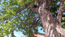 Shhhh, There's a Squirrel in the Tree (please read video description)