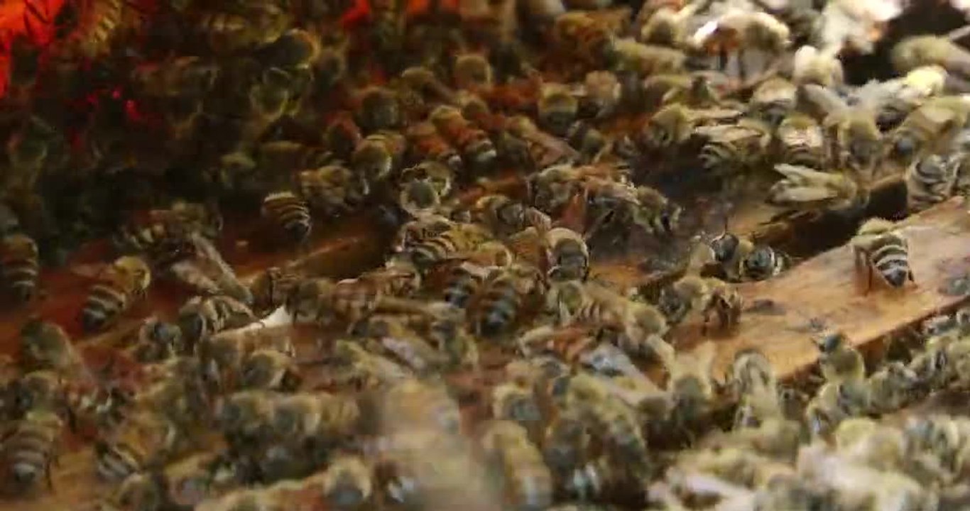 tn7-instituto-de-sustancias-toxicas-cuestiona-plazo-de-24-meses-para-eliminar-insecticida-que-mata-abejas-070426