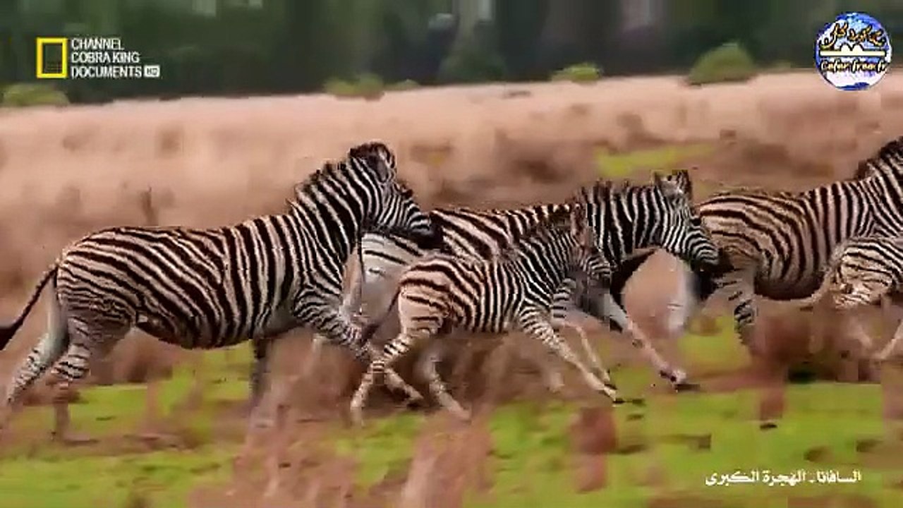 الهجرة الكبرى في السافانا