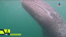Los santuarios mexicanos de la ballena gris en BCS ahora son cementerios
