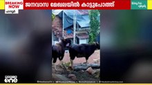 കണ്ണൂർ പാനൂർ കൈവേലിക്കലിൽ ജനവാസ മേഖലയിൽ കാട്ടുപോത്തിറങ്ങി;  ജാഗ്രത പാലിക്കാൻ നിർദേശം