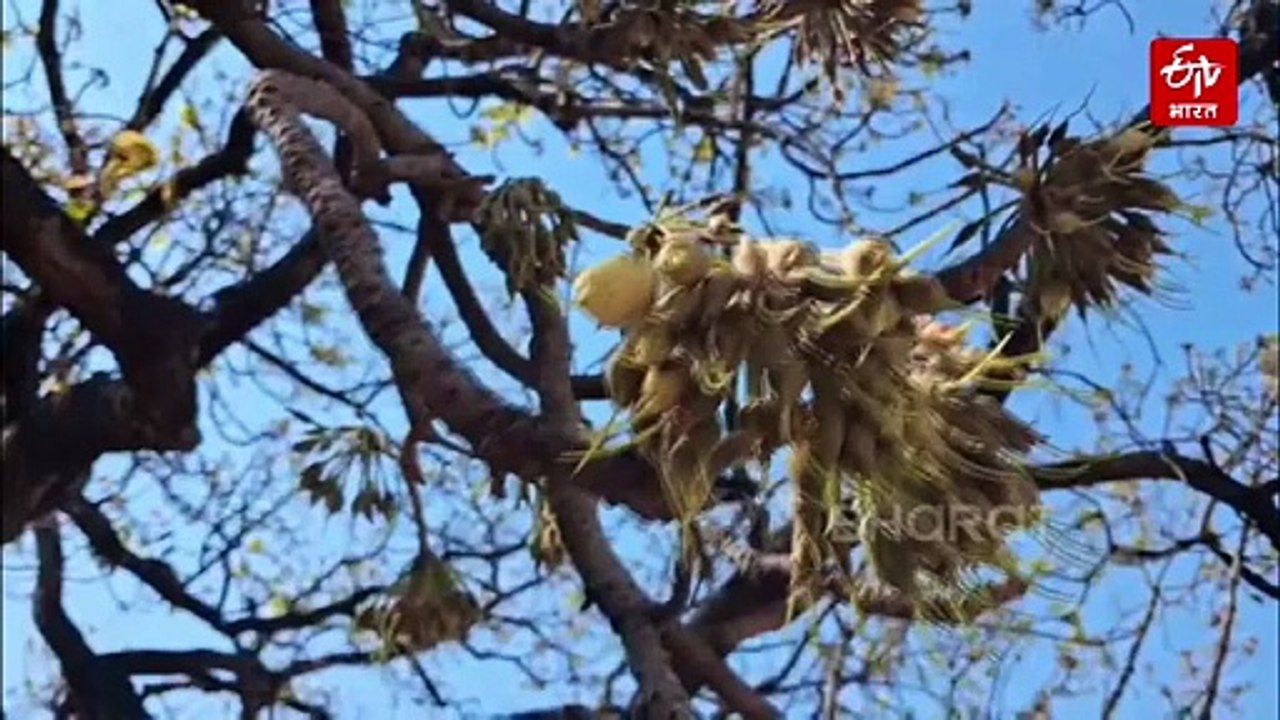 जंगल में पेड़ों से टपक रहे अनोखे रसगुल्ले, विधा...