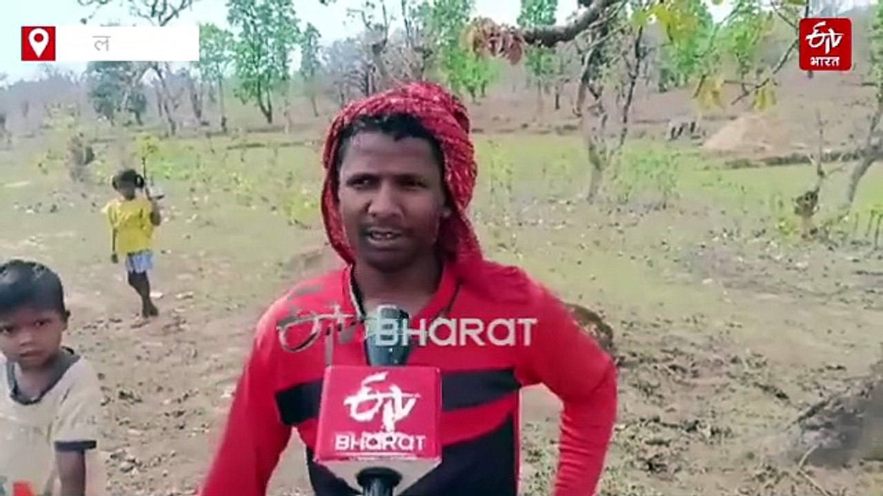 महुआ की फसल पर बेमौसम बारिश की मार! किसानों की बढ़ी चिंता, बोले- इस बार भारी नुकसान की उम्मीद