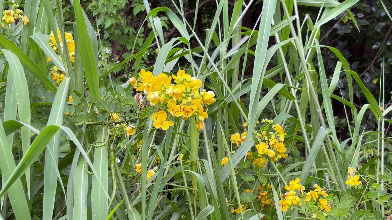 Foetid cassia 04