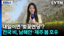 [날씨] 내일이면 '벚꽃엔딩'?...내일 전국 비, 남해안·제주 봄 호우 / YTN