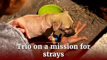 A trio united by love for strays
