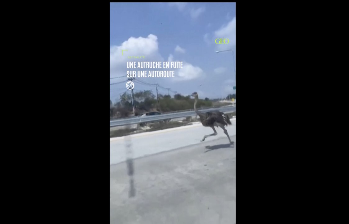 Une autruche en fuite file à toute allure sur une autoroute thaïlandaise
