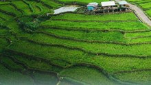 Indahnya Hamparan Sawah Nan Eksotis di Kampung Galung Sinjai