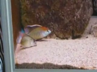 Lethrinops sp red cap Itungi spawning