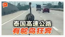 泰高速公路上奔跑10公里 鸵鸟被安全捕获送回