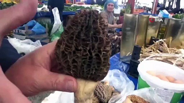 Kazdağları’nda altın değerinde hasat! Kuzugöbeği mantarının kilosu 1000 TL’den satılıyor