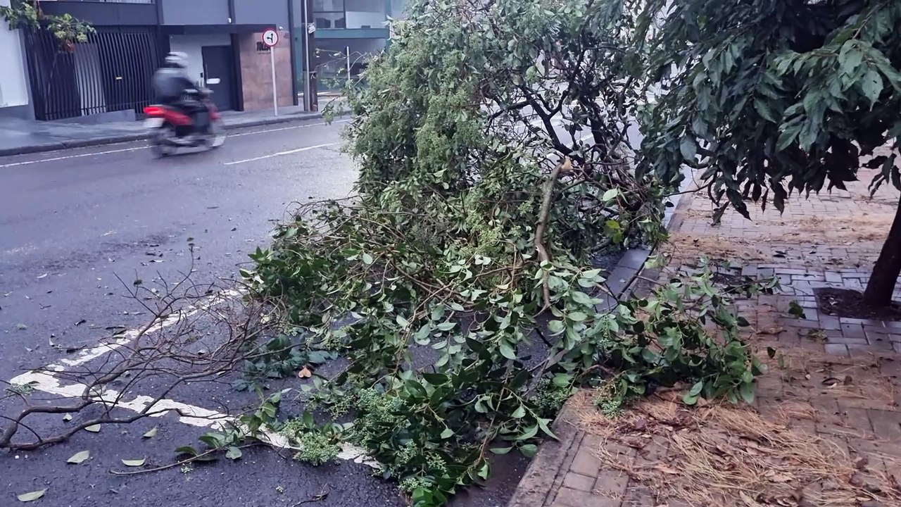 Galho de árvore cai durante a madrugada, bloqueia rua e deixa casas sem energia em Cascavel