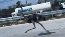 Vogelstrauß läuft mitten auf der Autobahn