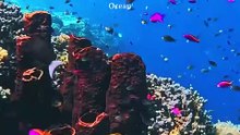 Ocean