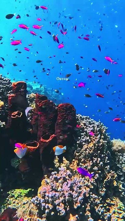 Ocean