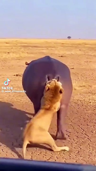 Leg dich nicht mit ein Nilpferd an