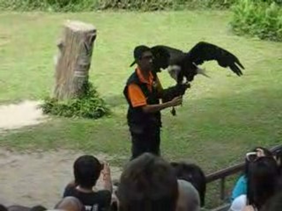 American Bald Eagle