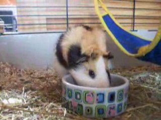 Taïkô qui mange
