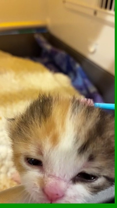 Caregiver Grooms Kittens With Small Brush