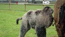 Nasce cria de camelo Sophia no Zoo de Whipsnade e reforça foco na conservação