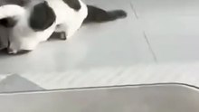 Clawing for Chaos: Intense Cat Brawls compilation