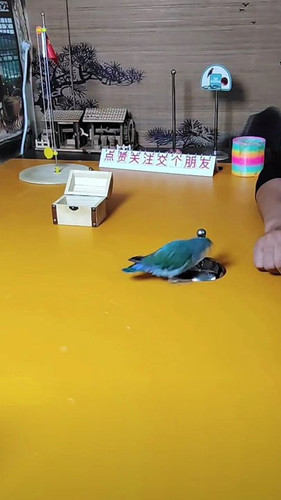 Watch a smart parrot open a puzzle box and stack rings perfectly on a metal rod!