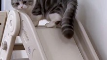 cat #cat#fun#funny#