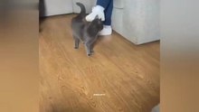 Funniest cat videos #7 #Cat #Animals