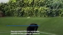 Dos osos negros fueron capturadosjugando en una cancha de futbol en Santa Catarina, Nuevo León