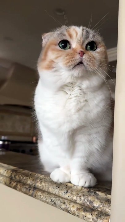 When a Kitten Comes to You Meowing ❤️🐾