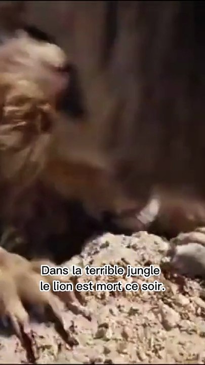 Terrible jungle