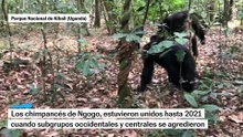 La guerra civil entre chimpancés de Ngogo