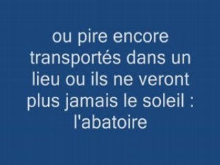 maltraitance chevaux - hallelujah