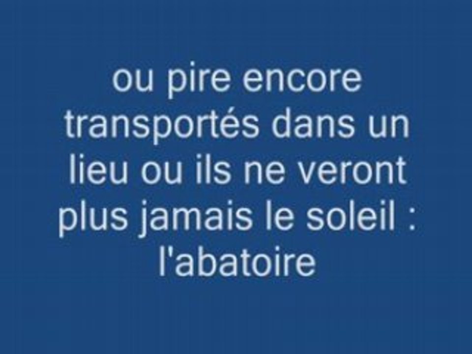 maltraitance chevaux - hallelujah