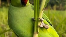 Sweet ringneck parakeet