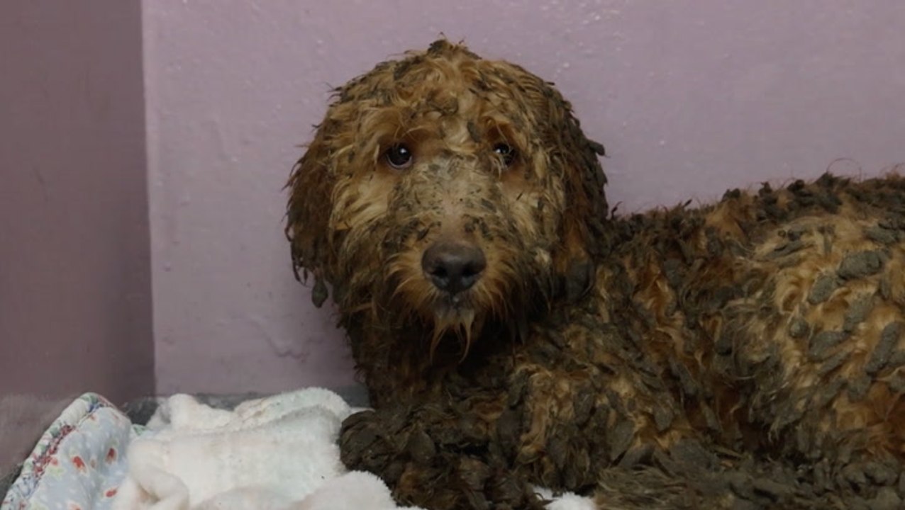 More than 250 neglected dogs found in dirty home now unrecognisable ...