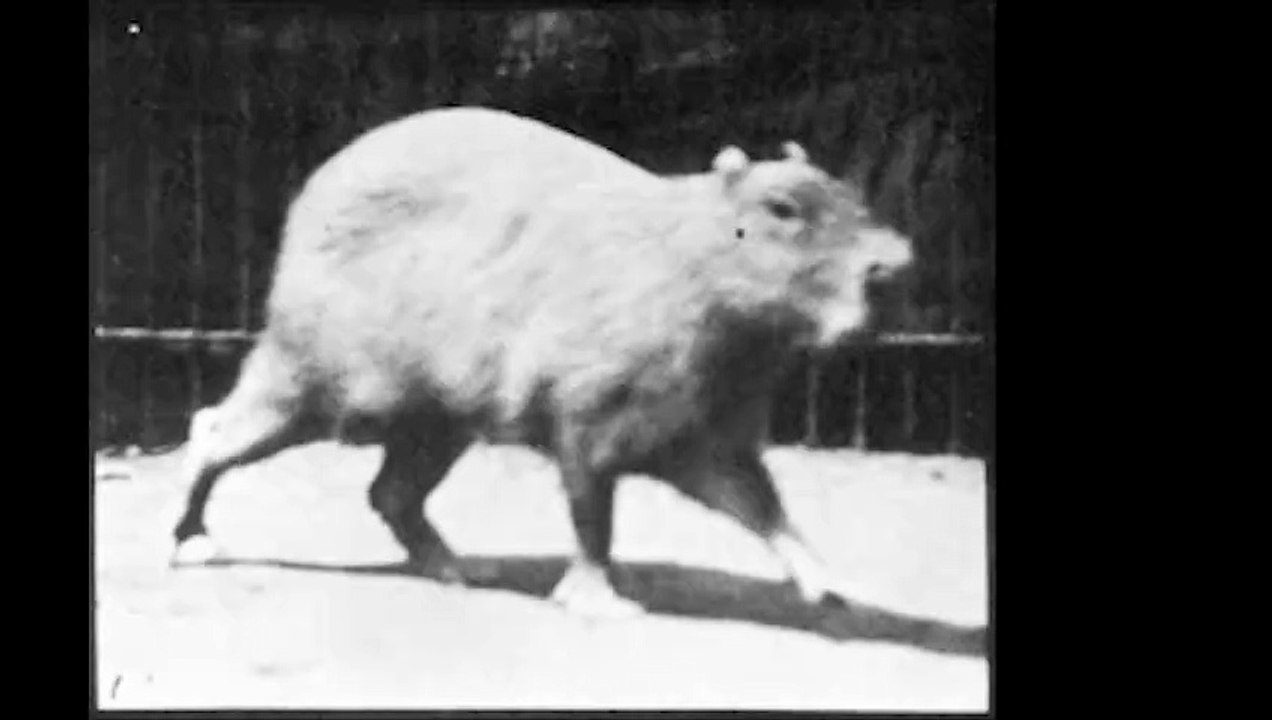 Capybara Walking (1887) Eadweard Muybridge