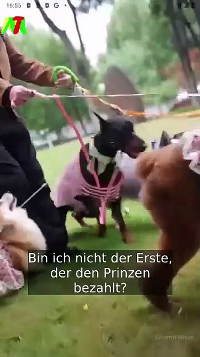 La novia renacida en español | ganzer film deutsch