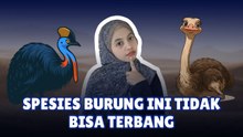 ​Ini Dia Deretan Burung yang Tak Bisa Terbang, Lengkap dengan Alasannya-Serius Ini Hewan?