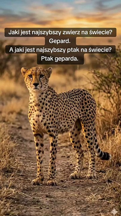 Fauna #zwierzęta #gepard #ptak #ptaki #relatable