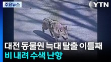 대전 동물원 늑대 탈출 이틀째...비 내려 수색 난항 / YTN