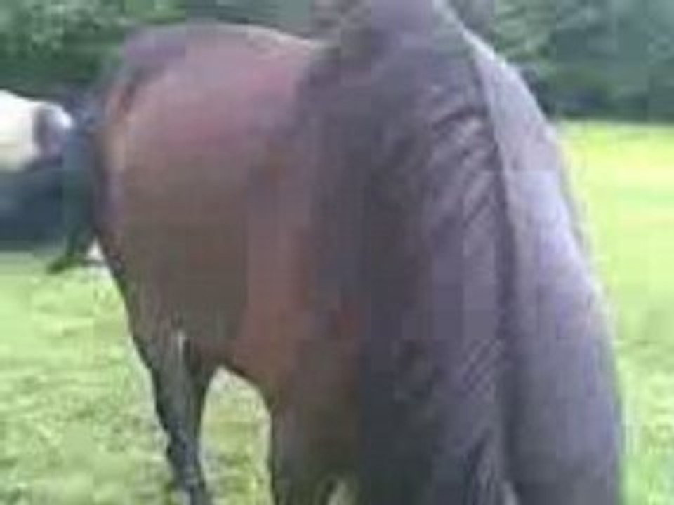 MA FAMILLE DE PONEYS