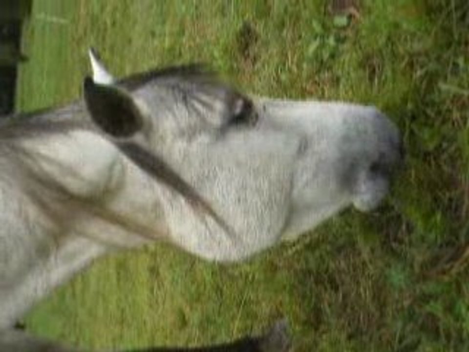 7 juin 08