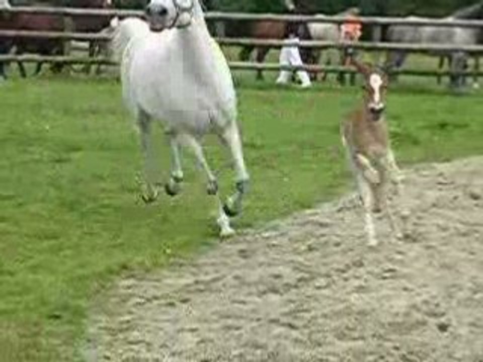 Ushuaia et Iroise en mode arabe