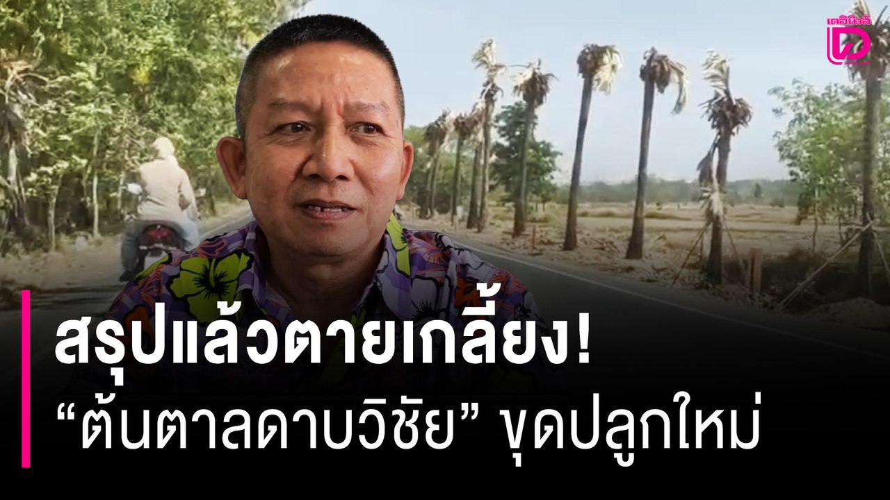 สรุปแล้วตายเกลี้ยง! "ต้นตาลดาบวิชัย" ขุดปลูกใหม่ 20 แต่ไปไม่รอดสักต้น | HOTSHOT เดลินิวส์ 10/04/69