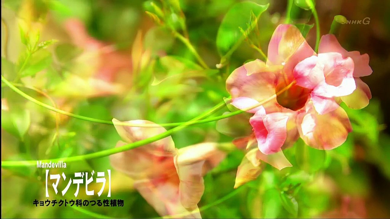 植物男子ベランダー.S01.E09