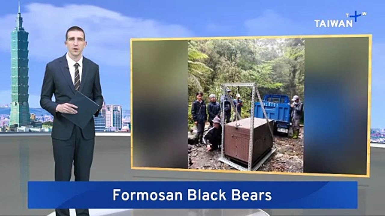 Rescued Formosan Black Bears Released Into Wild