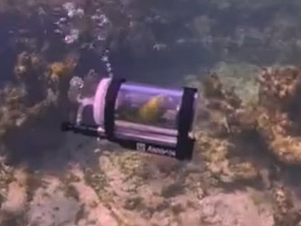 Papagei macht unterwassertrip in mini-u-boot