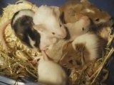Mes 8 petites souris d'amour